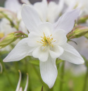Jaloakileija F1 'Earlybird White'
