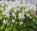 Jaloakileija F1 'Earlybird White'