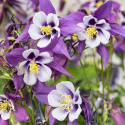 Jaloakileija F1 'Earlybird Purple White'