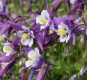 Jaloakileija F1 'Earlybird Purple White'