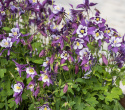 Jaloakileija F1 'Earlybird Purple White'