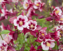 Jaloakileija F1 'Earlybird Red White'