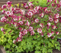 Jaloakileija F1 'Earlybird Red White'