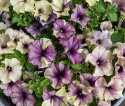 Petunia F1 'Shake Blueberry'