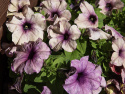 Petunia F1 'Shake Blueberry'