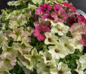 Petunia F1 'Shake Strawberry'