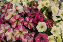 Petunia F1 'Shake Strawberry'