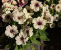 Petunia F1 'Shake Strawberry'