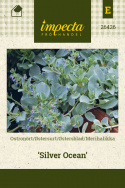 Merihalikka 'Silver Ocean'