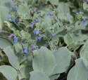 Merihalikka 'Silver Ocean'