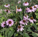 Kaunopunahattu 'Magnus'