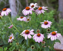 Kaunopunahattu 'Magnus'