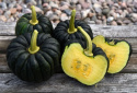 Myskikurpitsa 'Futtsu Black Early'