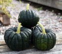 Myskikurpitsa 'Futtsu Black Early'
