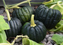 Myskikurpitsa 'Futtsu Black Early'
