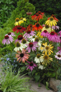 Tarhapunahattu 'Paradiso'