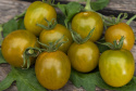 Kirsikkatomaatti 'Green Grape'