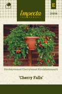 Kirsikkatomaatti 'Cherry Falls'