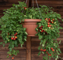 Kirsikkatomaatti 'Cherry Falls'