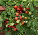 Kirsikkatomaatti 'Cherry Falls'