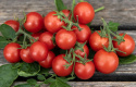 Kirsikkatomaatti 'Cherry Falls'