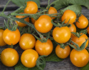 Kirsikkatomaatti 'Goldkrone'