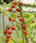 Marjatomaatti 'Currant Red'