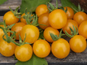 Marjatomaatti 'Currant Yellow'