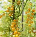 Marjatomaatti 'Currant Yellow'