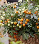 Kirsikkatomaatti F1 'Tiny Temptations Orange'