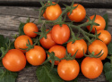 Kirsikkatomaatti F1 'Tiny Temptations Orange'