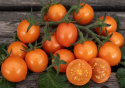 Kirsikkatomaatti F1 'Tiny Temptations Orange'