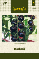 Tomaatti 'Blackball'
