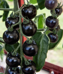 Tomaatti 'Blackball'