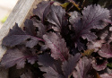 Sareptansinappi 'Crimson Red'