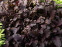 Sareptansinappi 'Crimson Red'