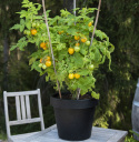 Kirsikkatomaatti 'Tigerette Cherry'