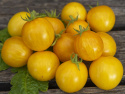 Kirsikkatomaatti 'Tigerette Cherry'
