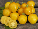 Kirsikkatomaatti 'Tigerette Cherry'