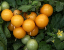 Kirsikkatomaatti 'Aztek'