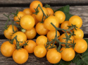 Kirsikkatomaatti 'Aztek'