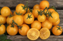 Kirsikkatomaatti 'Aztek'