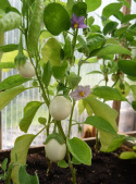 Munakoiso 'Blanche Ronde Á Oeuf'
