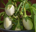 Munakoiso 'Blanche Ronde Á Oeuf'