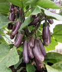 Munakoiso 'Slim Jim'