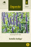 Yrtti-iiso 'Astello Indigo'