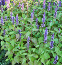 Yrtti-iiso 'Astello Indigo'