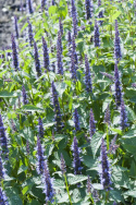 Yrtti-iiso 'Astello Indigo'