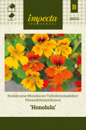 Pensasköynnöskrassi 'Honolulu'