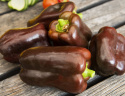 Paprika 'Chocobell'